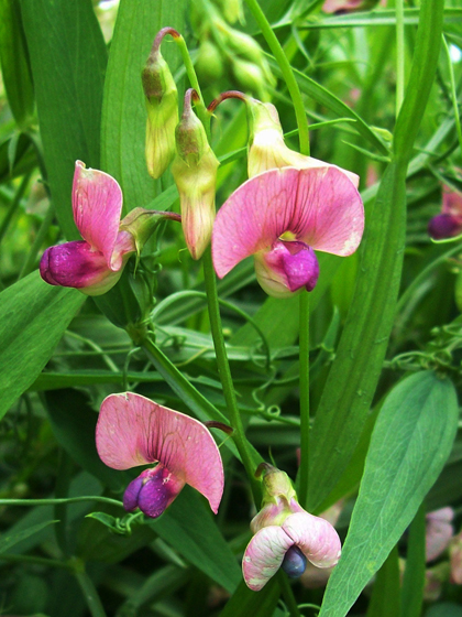 Narrow - leaved Everlasting - Pea